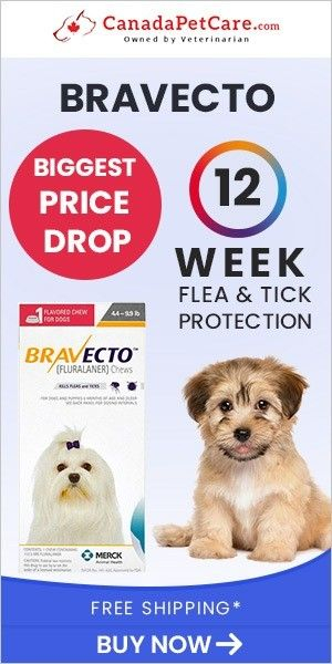 Bravecto Rebate In 2020 Dogs Online Flea And Tick Tick Prevention