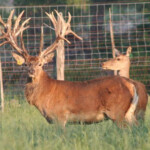 Raising Exotic Deer In Texas Image Of Deer Ledimage Co