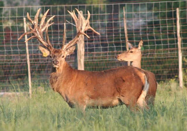 Raising Exotic Deer In Texas Image Of Deer Ledimage Co